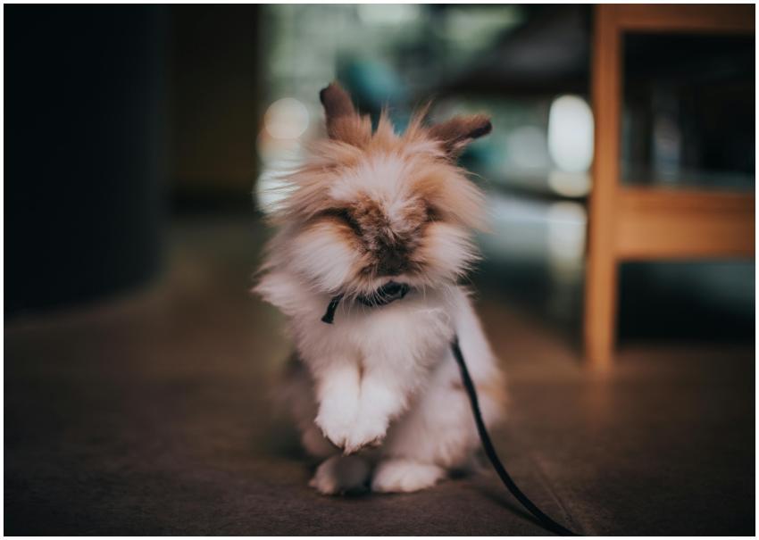 A cute fluffy rabbit with a collar and leash, sitt