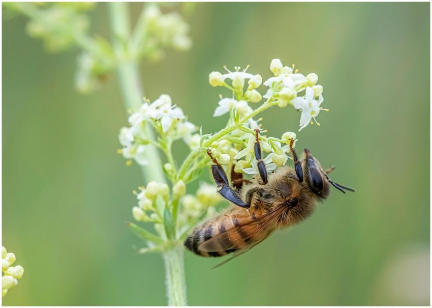 Detailed macro shot of a honeybee pollinating deli
