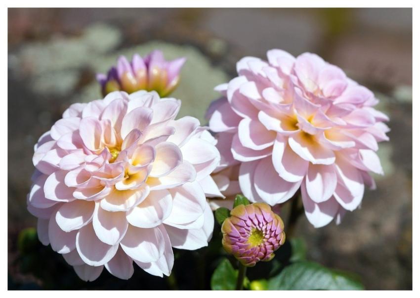 Dahlias Nature Garden Flora