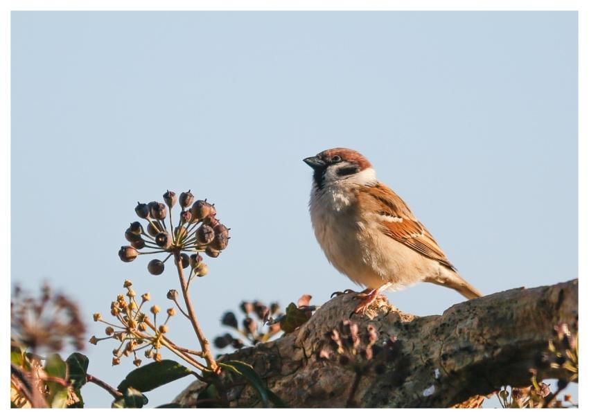 Bird Sparrow Ornithology Species