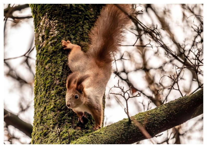Squirrel Tree Nature Animal