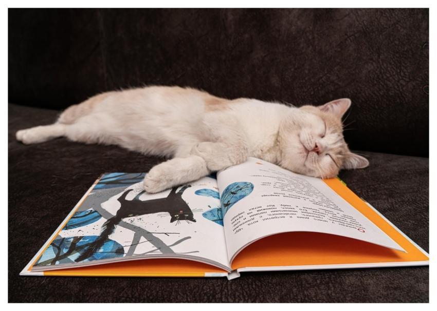 Book Pet Animal Beige