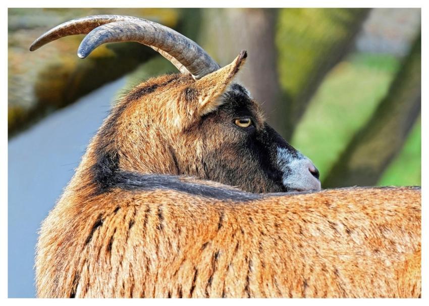 Goat Horned Goat Horns Livestock