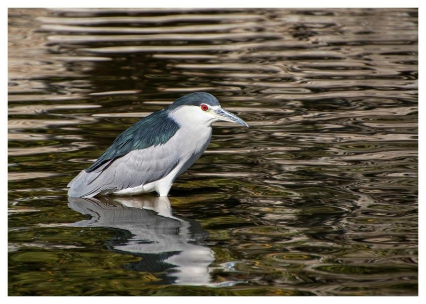 Heron Night Heron Lake Bird