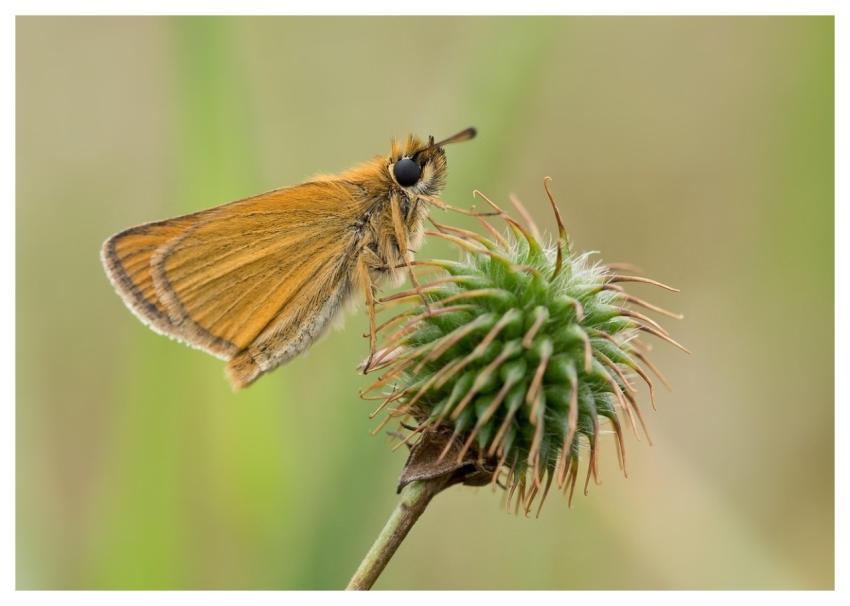 Skipper Butterfly Insect Nature