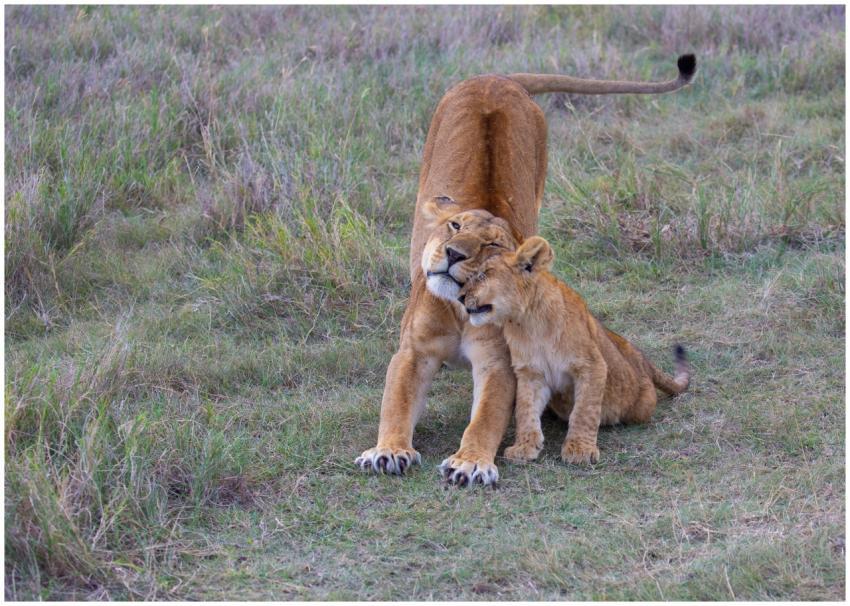 Lioness and cub in a tender moment in the grassy A