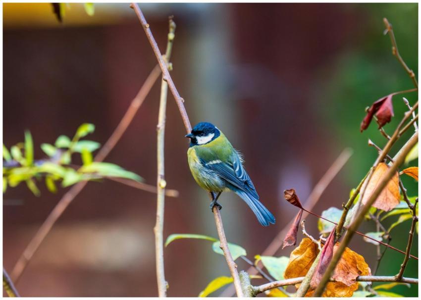 Vibrant Great Tit Posing