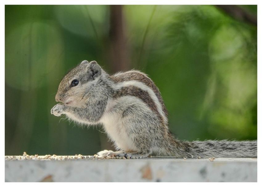 Squirrel Rodent Mammal Foraging