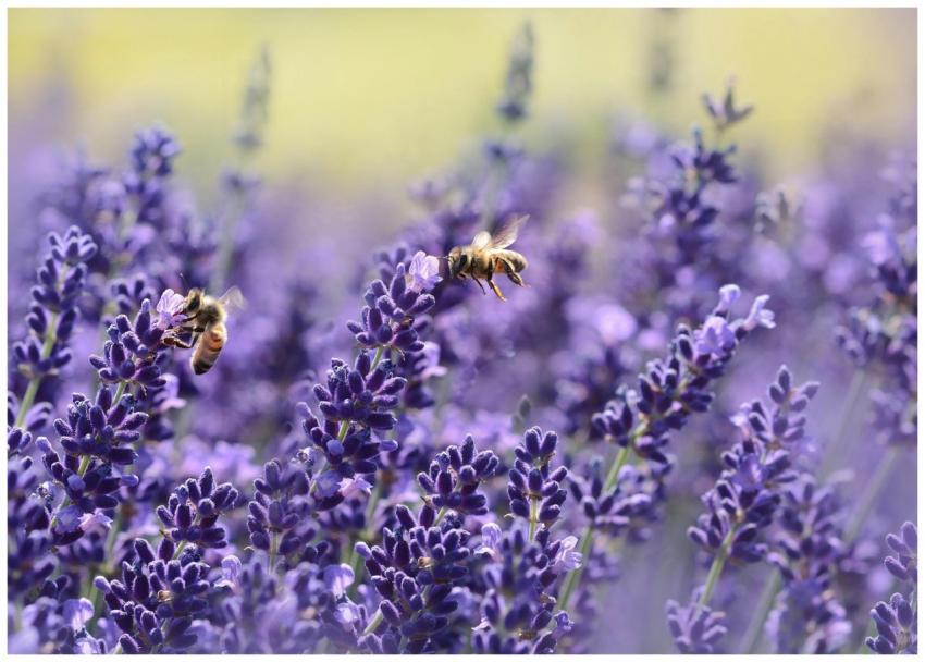 Close-up photo of bees pollinating lavender flower