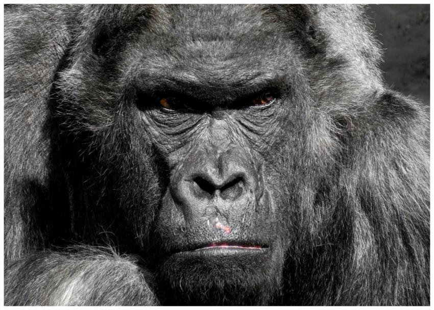 A striking close-up photograph of a gorilla displa