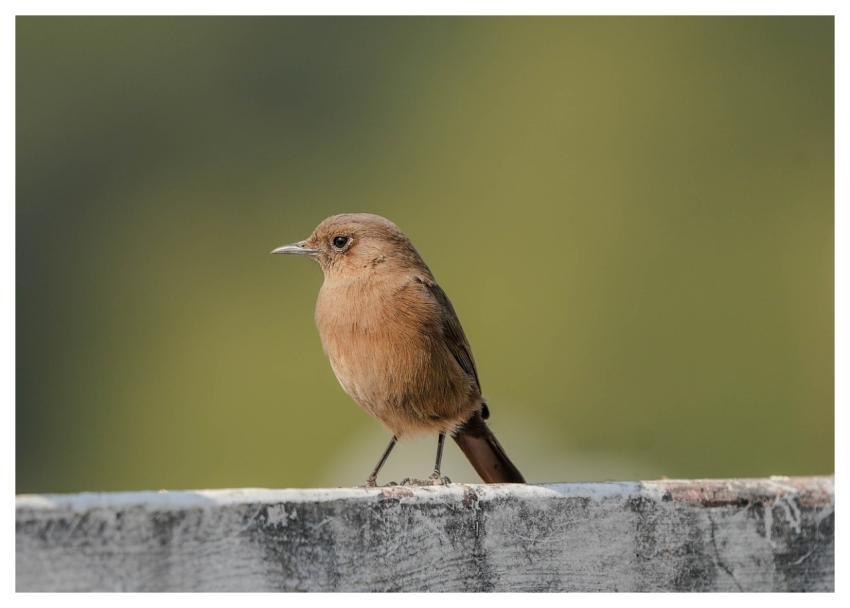 Brown Rock Chat Bird Nature Animal