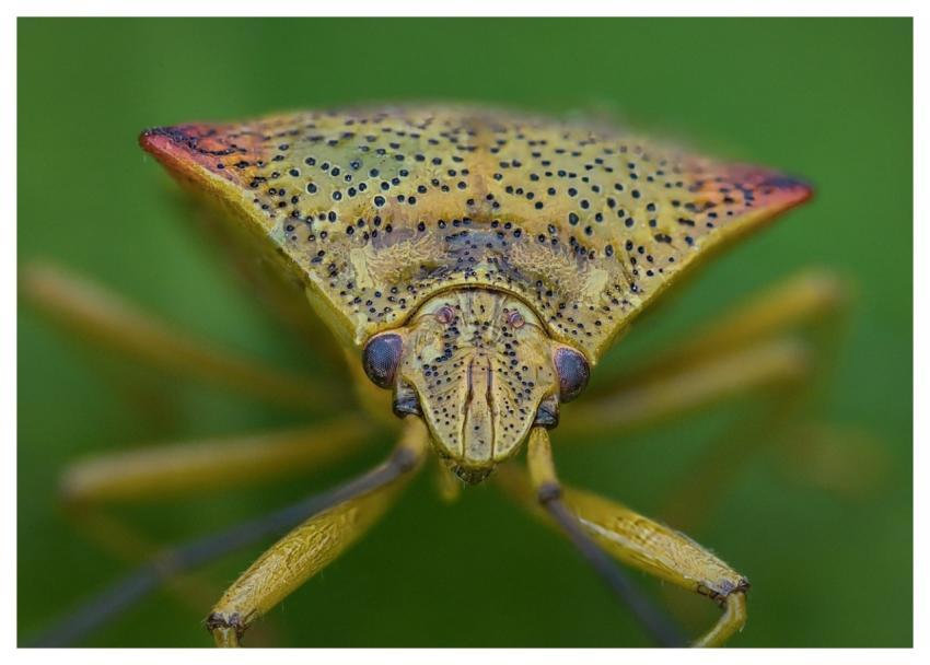 Sheild Bug Nature Insect Fauna