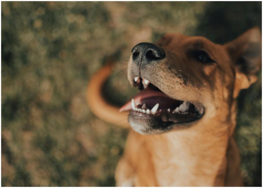 Delightful close-up of a brown dog smiling outdoor