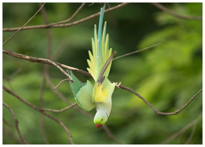 A colorful parrot hanging upside down on a branch