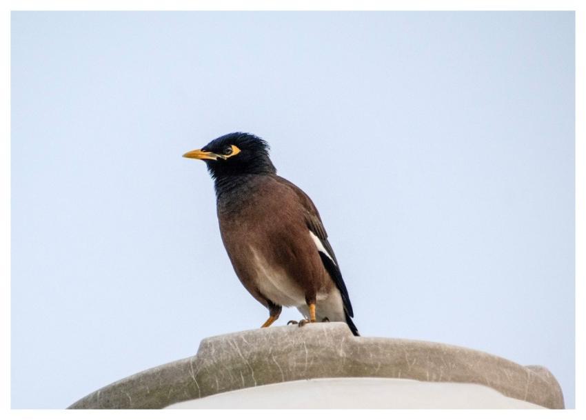 Myna Bird Animal Nature