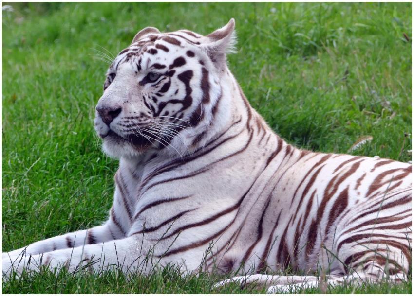 Close-up of a majestic white tiger lying calmly on