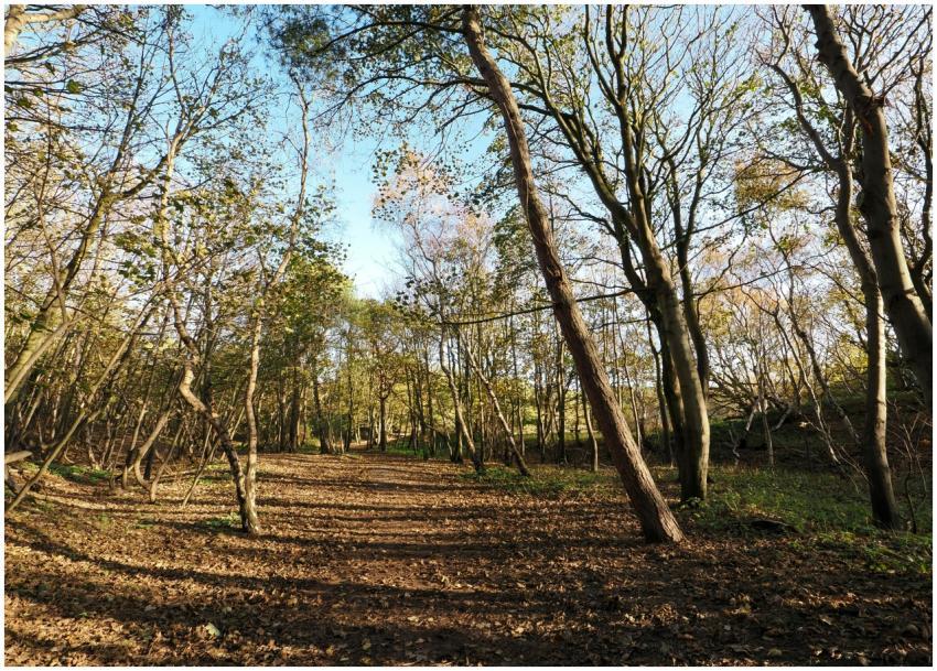 Free stock photo of formby beach