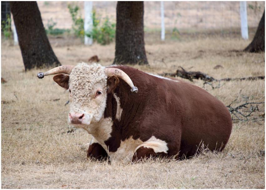Hereford bull resting peacefully in a Stonewall, T
