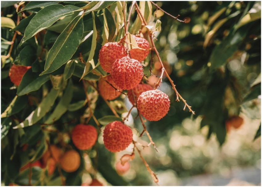 Close-up of ripe lychee fruits on a tree with lush