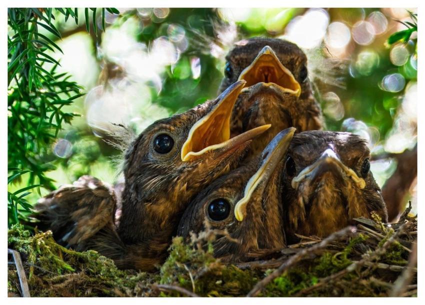 Blackbird Chick Chick Young Birds Songbird