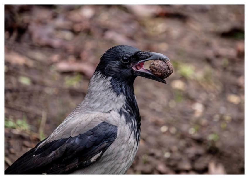 Crow Nut Food Feeding
