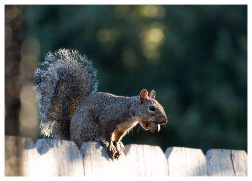 Squirrel Nut Wildlife Nature