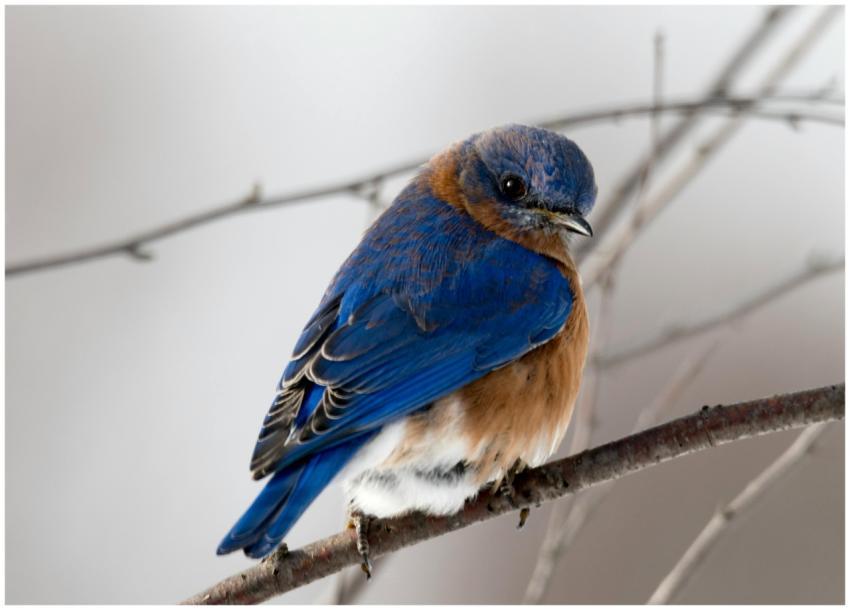A vibrant Eastern Bluebird with vivid blue feather