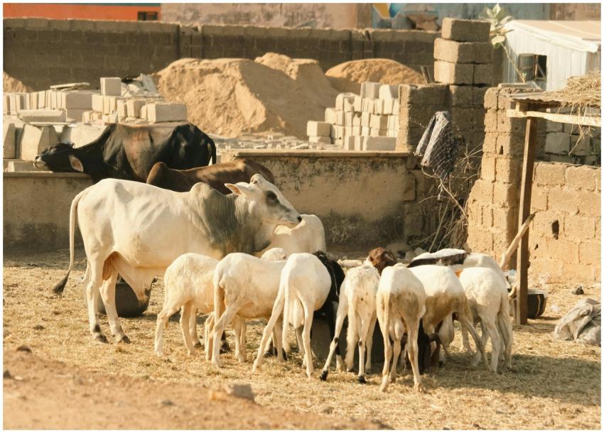 Cattle Sheep Grazing Rural