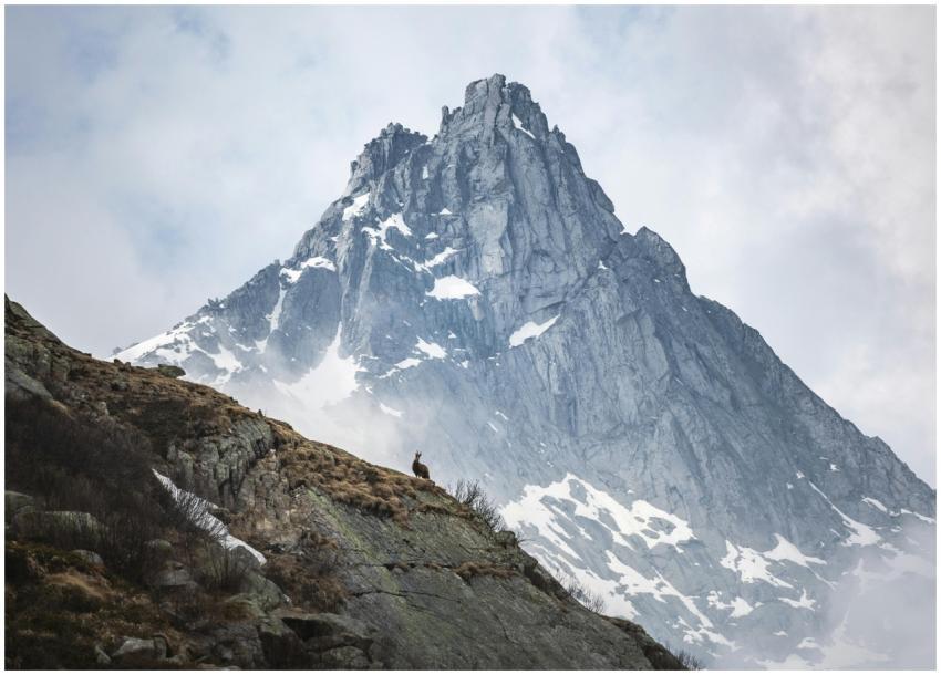 Snow-capped mountain and lone goat in Madonna di C