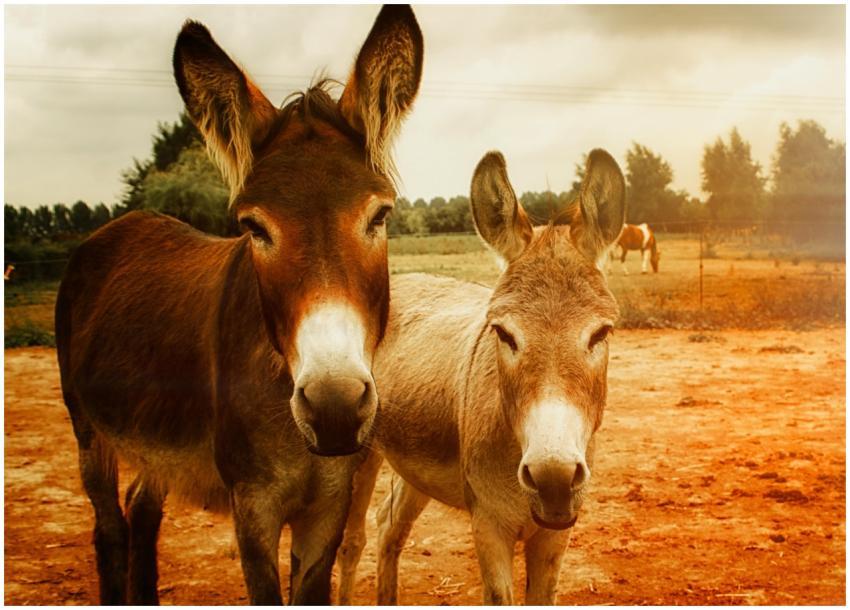 Two donkeys enjoy a sunny day on a rural farm, sur