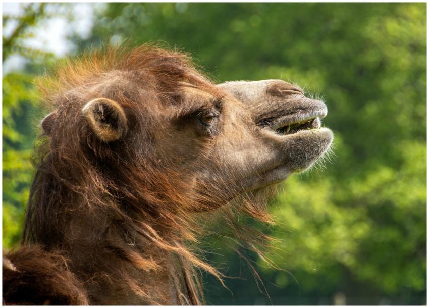 Side profile of a Bactrian camel in a natural, gre