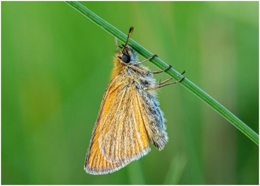 Detailed macro image of an Essex Skipper butterfly