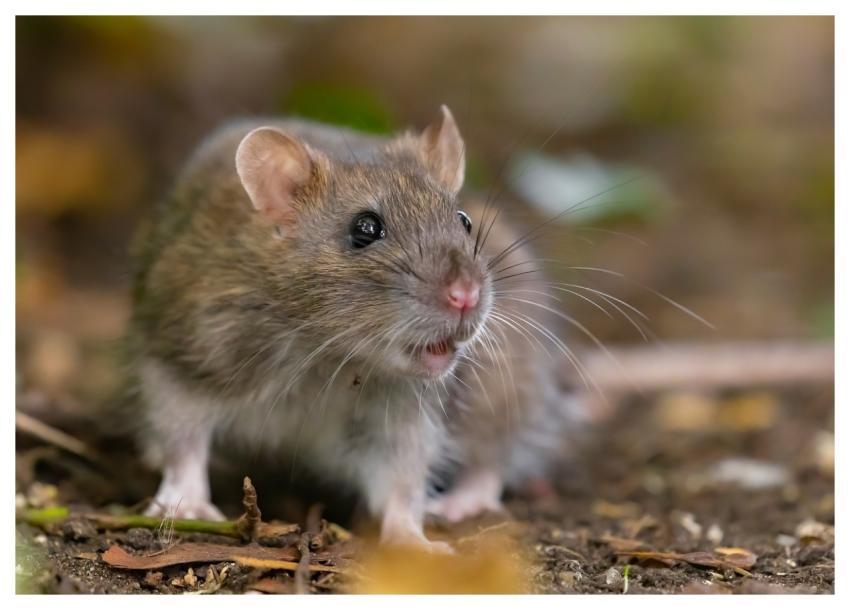 Rat Wild Rat Brown Rat Rattus Norvegicus