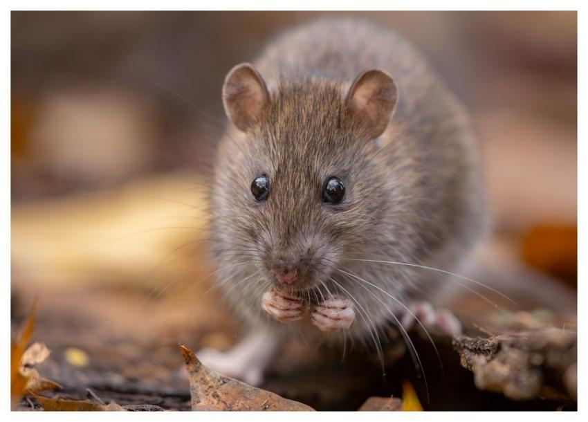 Rat Wild Rat Brown Rat Rattus Norvegicus