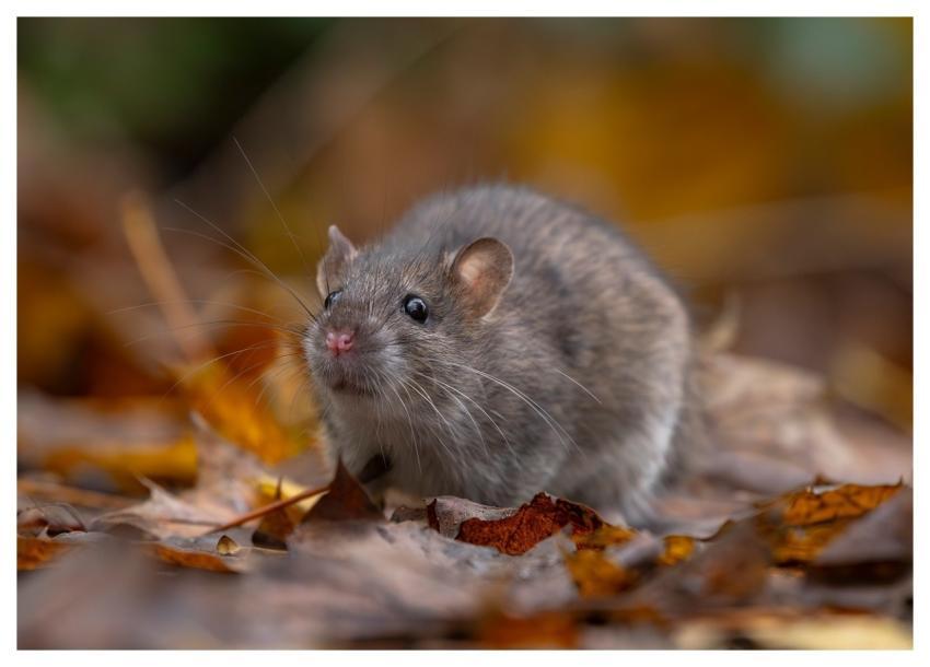 Rat Wild Rat Brown Rat Rattus Norvegicus