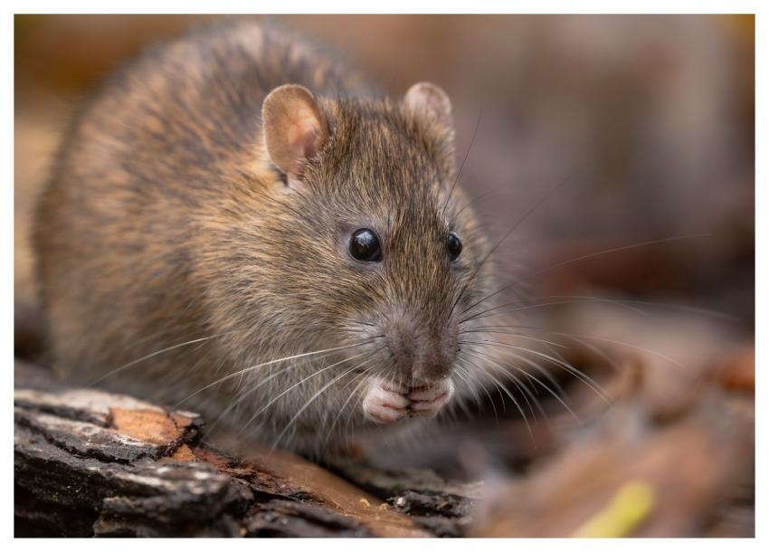 Rat Wild Rat Brown Rat Rattus Norvegicus
