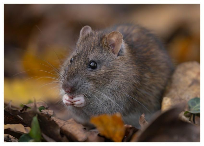 Rat Wild Rat Brown Rat Rattus Norvegicus