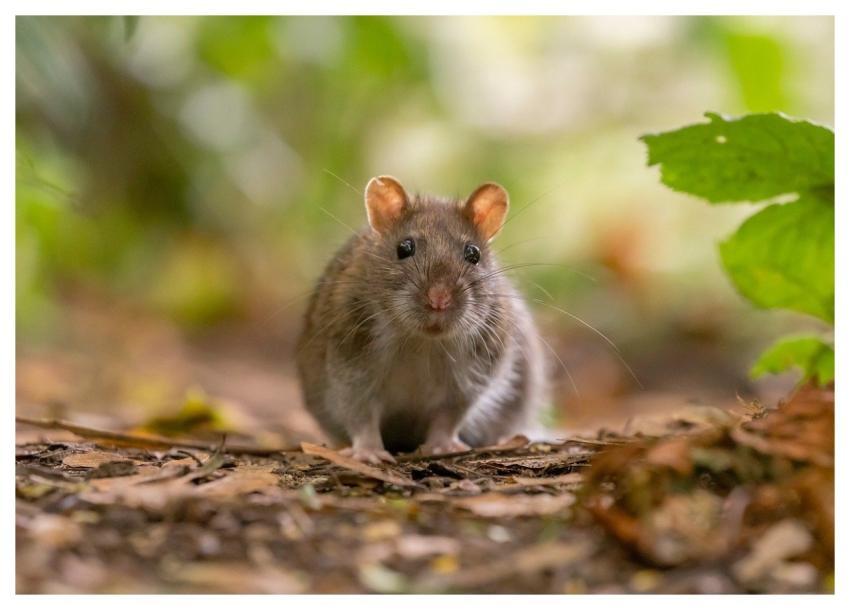 Rat Wild Rat Brown Rat Rattus Norvegicus