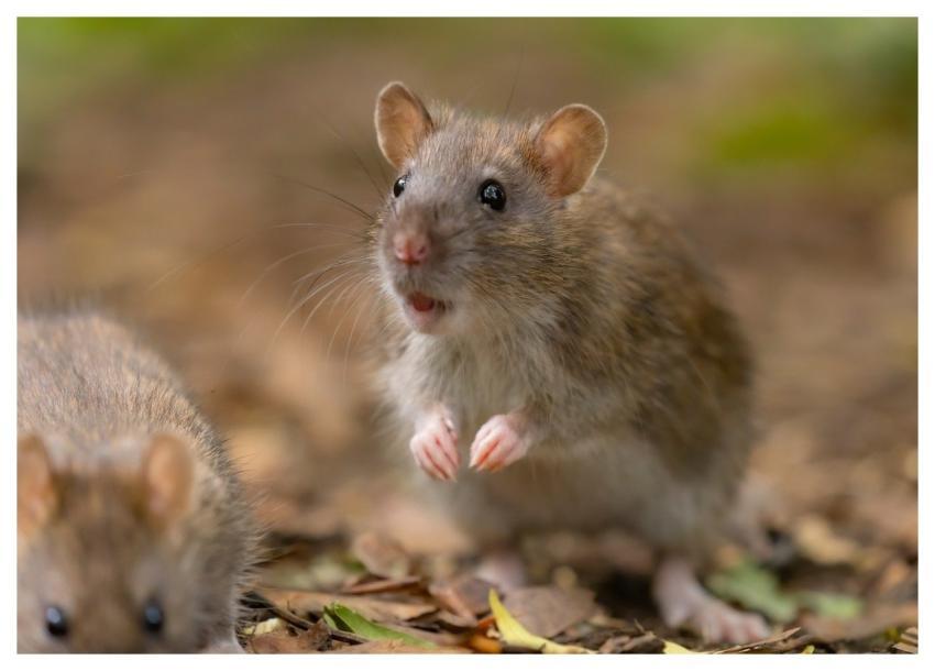 Rat Wild Rat Brown Rat Rattus Norvegicus