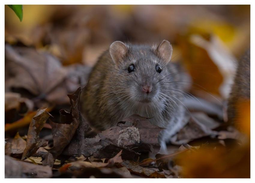 Rat Wild Rat Brown Rat Rattus Norvegicus