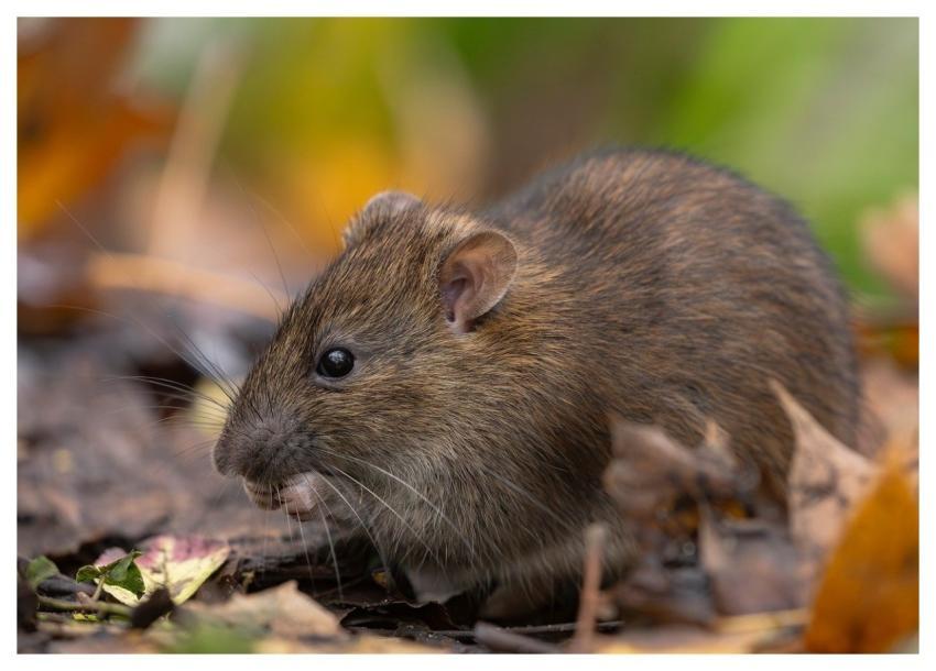 Rat Wild Rat Brown Rat Rattus Norvegicus