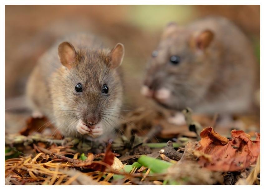 Rat Wild Rat Brown Rat Rattus Norvegicus