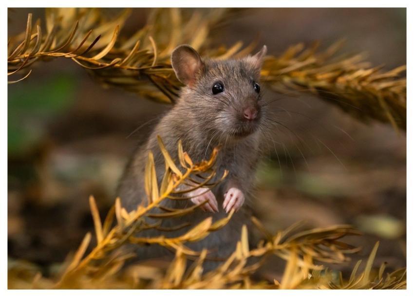 Rat Wild Rat Brown Rat Rattus Norvegicus