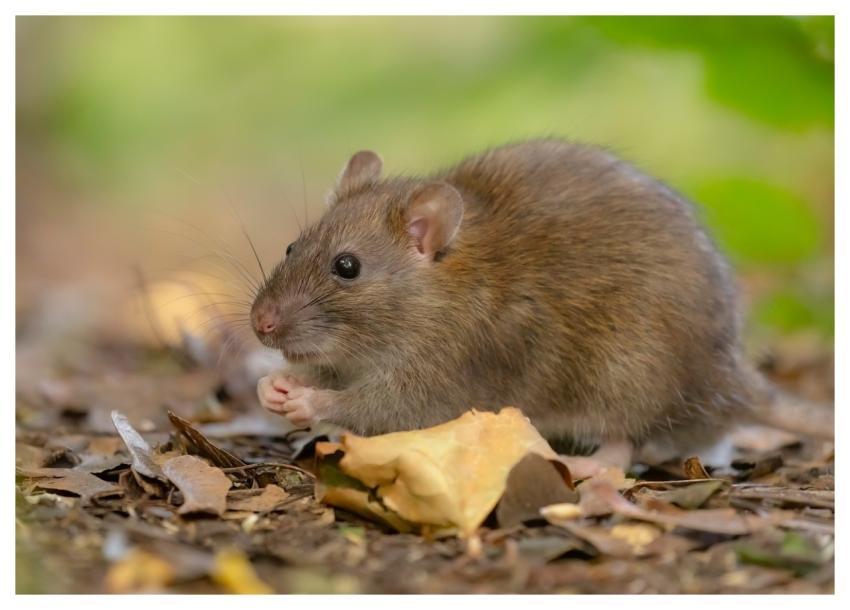 Rat Wild Rat Brown Rat Rattus Norvegicus