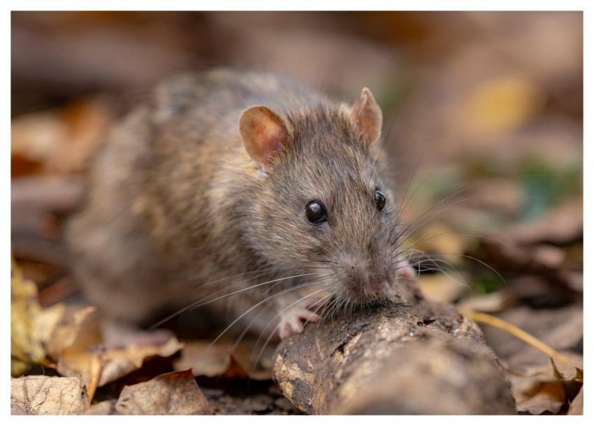 Rat Wild Rat Brown Rat Rattus Norvegicus