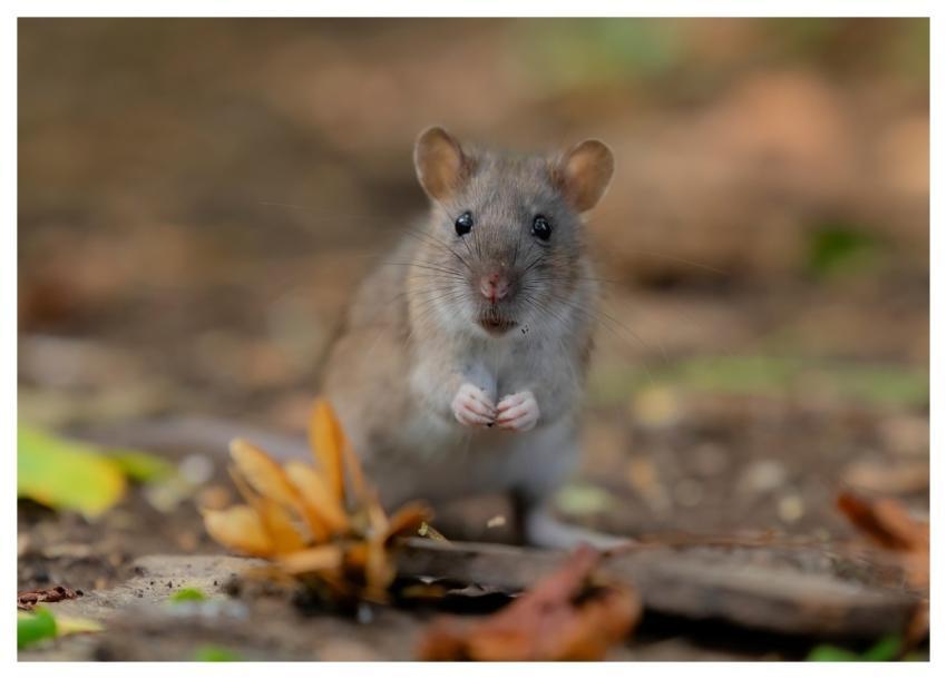 Rat Wild Rat Brown Rat Rattus Norvegicus