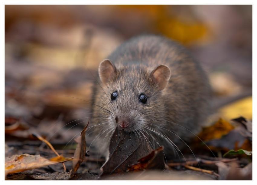 Rat Wild Rat Brown Rat Rattus Norvegicus