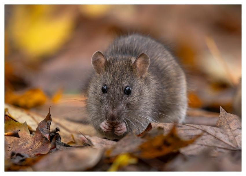 Rat Wild Rat Brown Rat Rattus Norvegicus