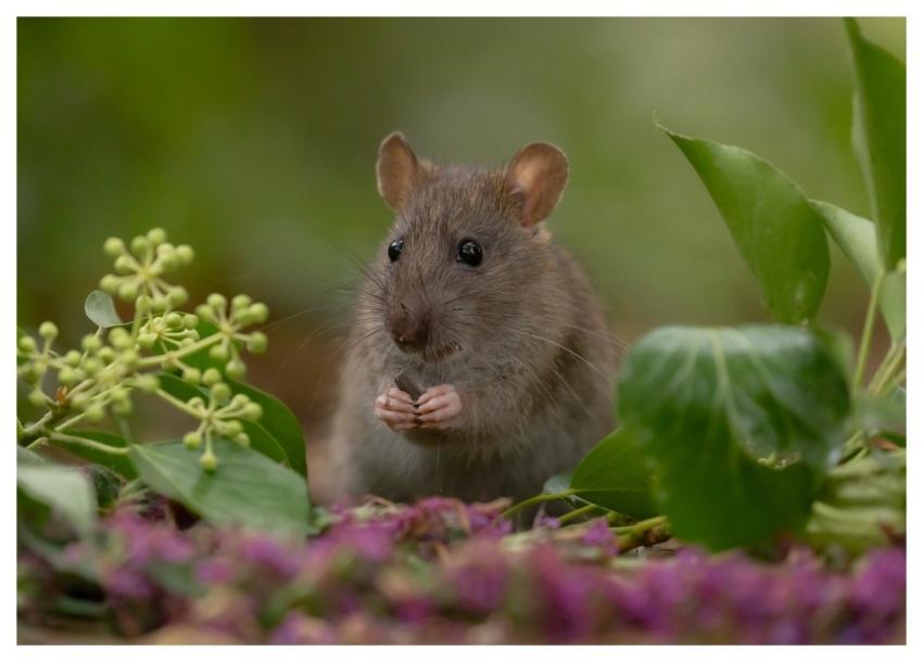 Rat Wild Rat Brown Rat Rattus Norvegicus