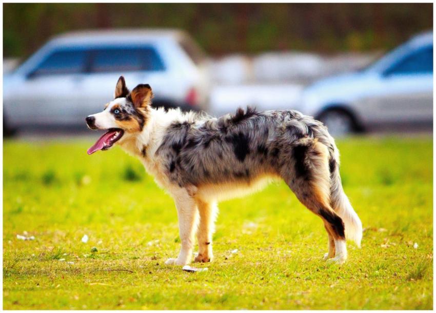 A lively Australian Shepherd standing on grass in